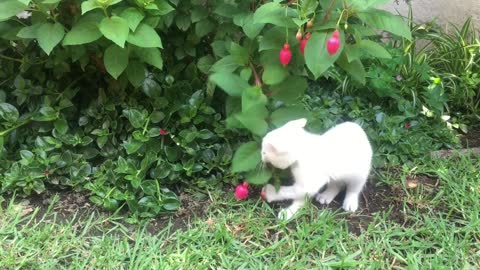 a kitten awy his mother