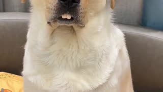 Fake teeth on golden retriever is Hilarious