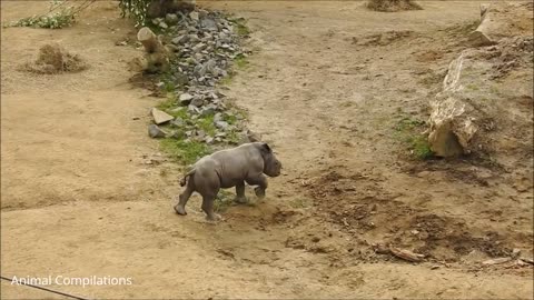 Baby Rhino Charges FUNNIEST Compilation