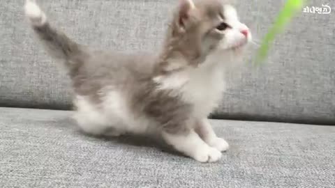 Revive by CPR kitten growth time lapse