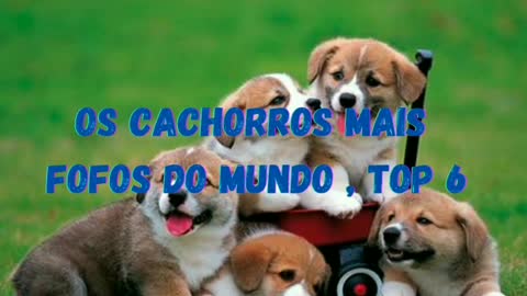 Top 6 cachorro mais fofos do mundo