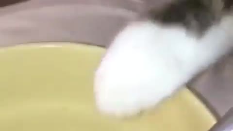 This cat wants to taste the noodles in the dish