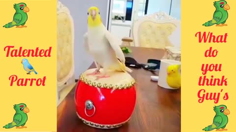 Cute and Talented parrot is playing Drum by his little leg | Cool video to watch