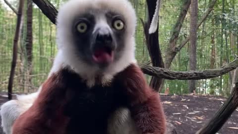 Some sifaka ASMR for your morning! ...