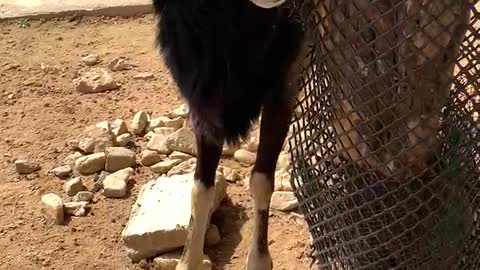 Big horn sheep