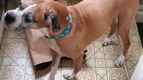 Life with a Boxer part 2