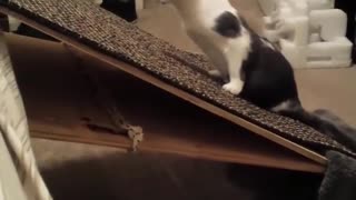 A cat that likes crawling.