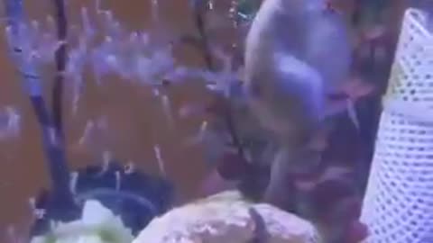 Seahorse gives birth