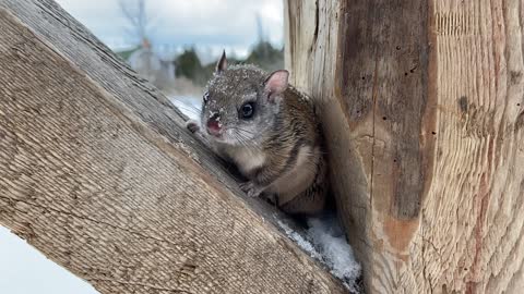 Flying Squirrel Relocate