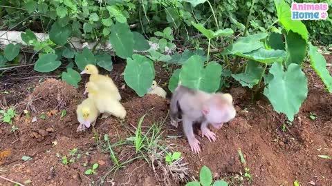 Baby monkey helps Dad take care if Ducks..