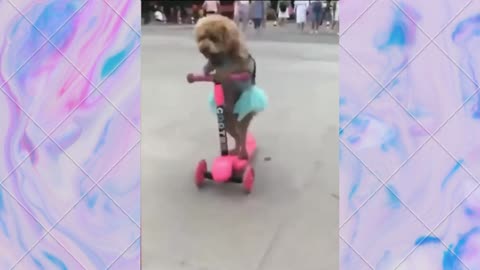 This Amazing Dog Can Actually Ride A Scooter!!