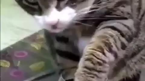 Cat gets itself drunk on red wine