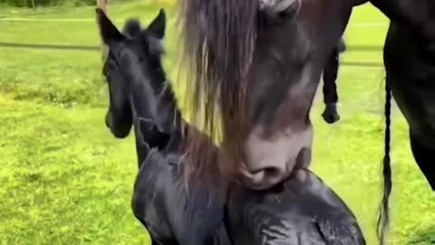 Mama Horse massages Child 😃