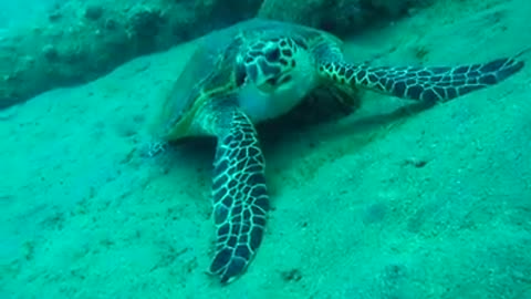 Giant Green Sea Turtles in the Red Sea 2, eilat israel