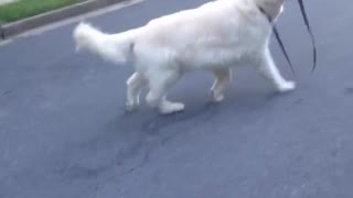 Toby the golden retriever dog walking himself with his leash
