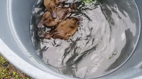 Ducks first bath