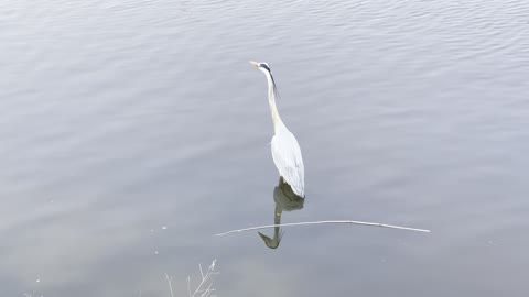 Korean cranes.