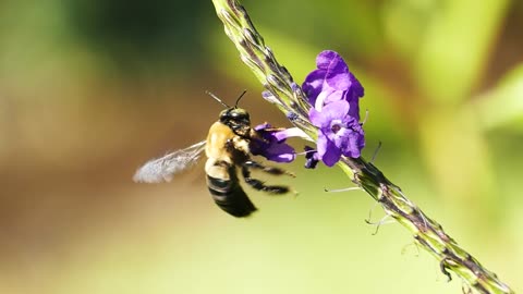 A Bumble Bee Feeding On Flowers Nectar