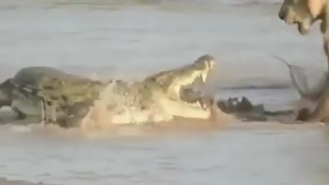Lions Vs Crocodile
