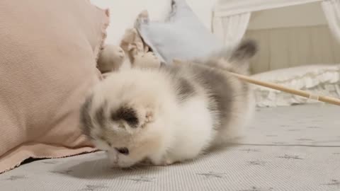 funny & cute short leg cat