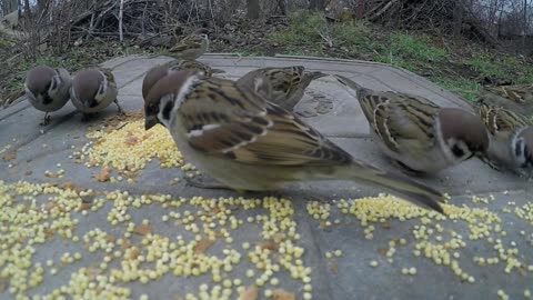 Beautiful birds eating their food: cute