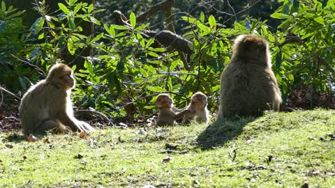 Macaco Barbary Vida Selvagem Primaz Mamífero