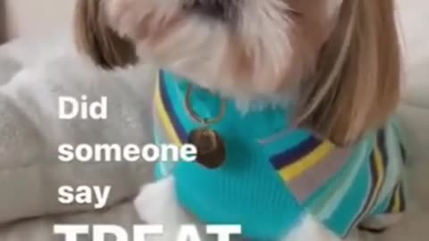 😂Best Funny Cute Dog Videos | TikTok Compilation | Dogs Traning 😂#Shorts