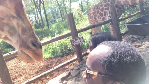 An expedition to giraffe center.