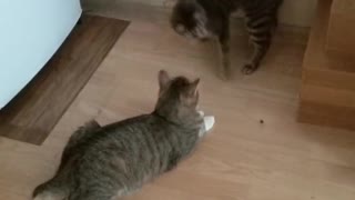 Two cats play with a currant berry