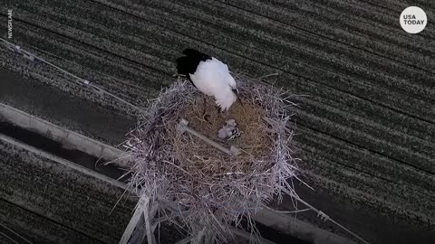 Four stork babies hatch on transmission tower in China