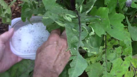 How To Get Rid Of Blister Beetles On Tomatoes, Potatoes, and Eggplants