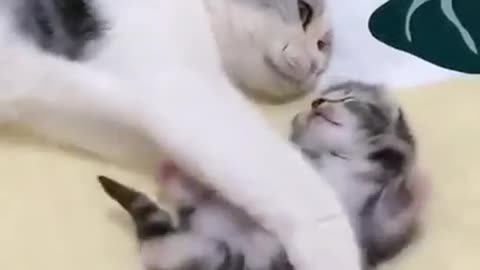 Mommy cat hugs baby having a nightmare