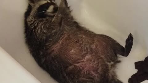 Reggie the Raccoon After His Bath