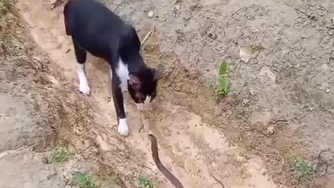 Cute baby cat vs cobra snake.mp4