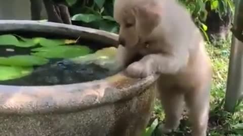 Dog cutely playing in water