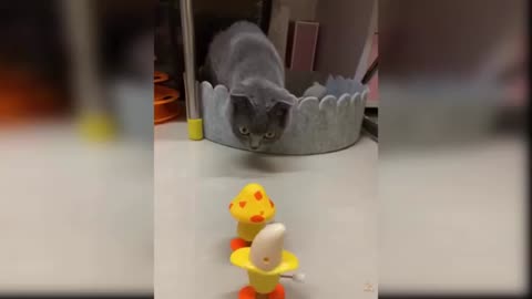 Cat reaction to playing toy