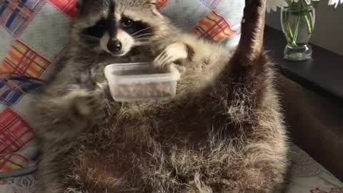 Raccoon Is Too Hungry To Pose For Pictures