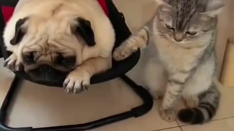 Dog and cat frendship day