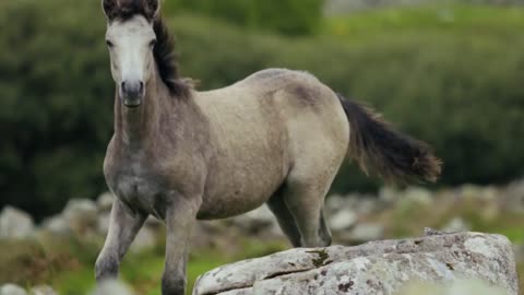 Amazing Beautiful Wild Horse Running