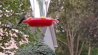 Female and Male Ruby-throated Hummingbird Chase ( Listen Closely!)