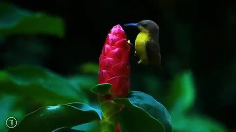 The delicacy of the hummingbird