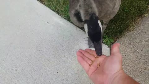 Dogs and Goose Go for a Walk