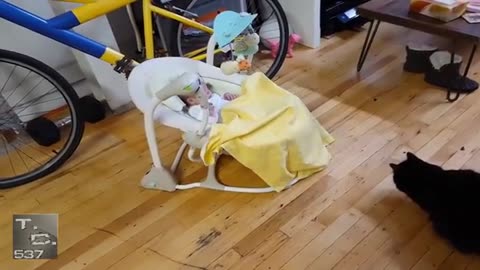 Videos que dan risa de bebés y gatos