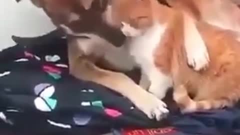 Cat and Dog are friends