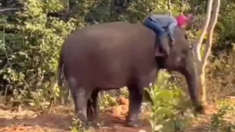 Funny animal video