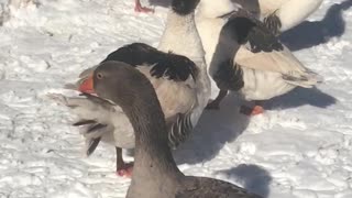 Two Gray Saddleback geese in a mating dance.