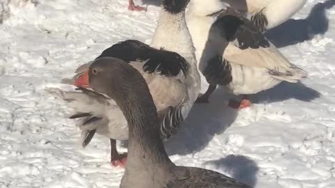 Two Gray Saddleback geese in a mating dance.