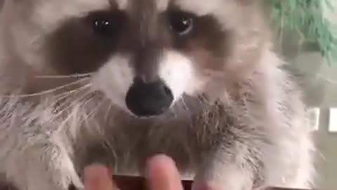 Pet Raccoon: don’t touch my grapes