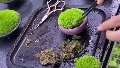 "Moss Magic: The Fascinating World of Moss Reproduction 🌿✨"