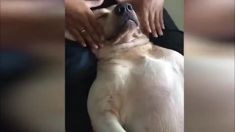 Pampered dog gets a massage with human hands